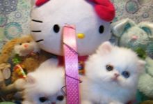 Stunning Persian Cross Kittens -