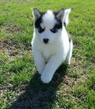 Super Pretty Huskies Puppies For Adoption
