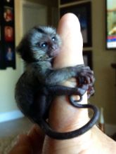 Little Sweet Marmoset Monkey call/text (480) 359-4694