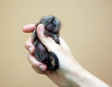 quality baby Marmoset monkeys with cage. call/text (480) 359-4694