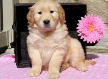 Two Great Golden Retriever Puppies