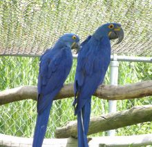 well mannered Hyacinth Macaw Parrot For Sale