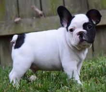 Well Trained French Bulldog Puppies Available