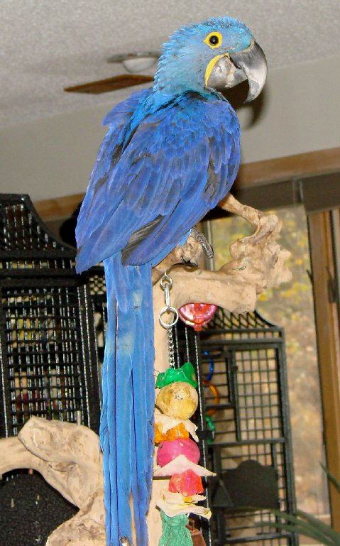 Accessories and cage Hyacinth macaw Re-Home Image eClassifieds4u