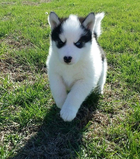 Adorable Huskies Puppies Image eClassifieds4u