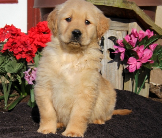 Healthy Golden Retriever Puppies Image eClassifieds4u