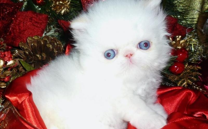 Home Raised Persian Kittens Image eClassifieds4u