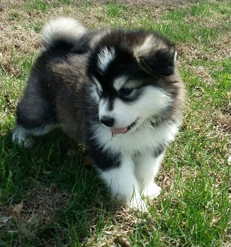 Lovely pure breed Alaskan malamute puppies. Image eClassifieds4u