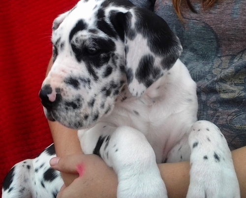 Lovingly Great Dane Image eClassifieds4u
