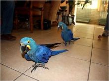 AEWAAC marvelous Two Blue and Gold Macaw Available For Sale Image eClassifieds4U