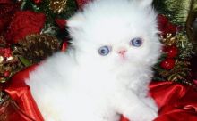 Blue Eyed Persian Kittens Ready Now - Image eClassifieds4U