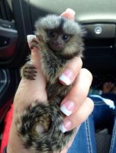 Cute, Healthy Marmoset Monkeys call/text (480) 359-4694 Image eClassifieds4U