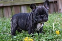 Two French Bulldogs Needs a New Family Image eClassifieds4U