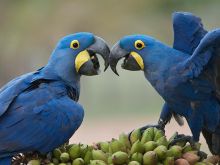 wholesome Hyacinth Macaw Parrot For Sale Image eClassifieds4U