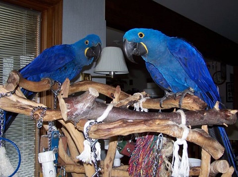 magnificent Two Blue and Gold Macaw Image eClassifieds4u