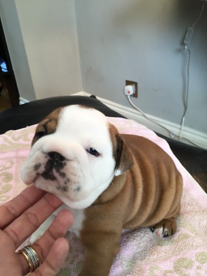 Male and Female English Bulldog puppies Image eClassifieds4u