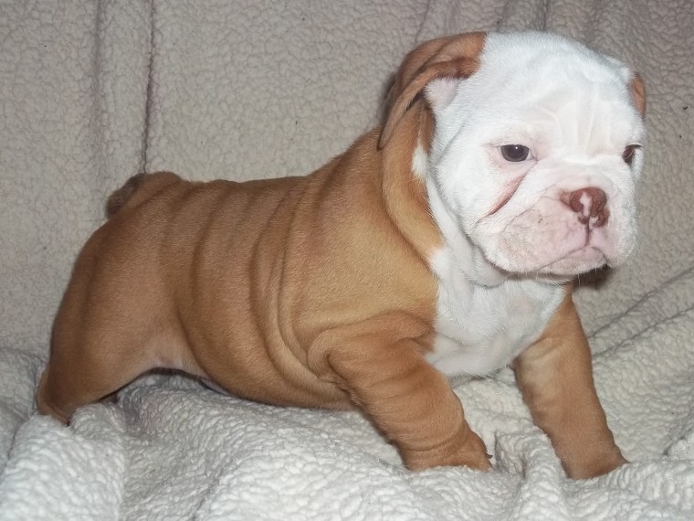 Male and Female English Bulldog puppies Image eClassifieds4u