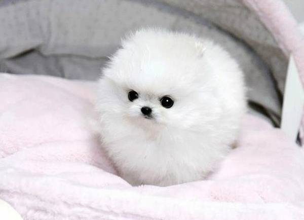 Red Deer <<Cute< Pomerania Excellent, Very Good Price Image eClassifieds4u