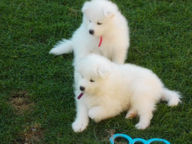 Samoyed puppies for free adoption Image eClassifieds4u