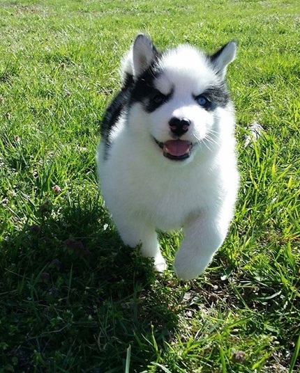 Siberian Husky for Adoption Image eClassifieds4u