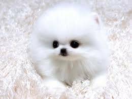St. Johns <<< Cute Pomeranian needs good home!!! Image eClassifieds4u