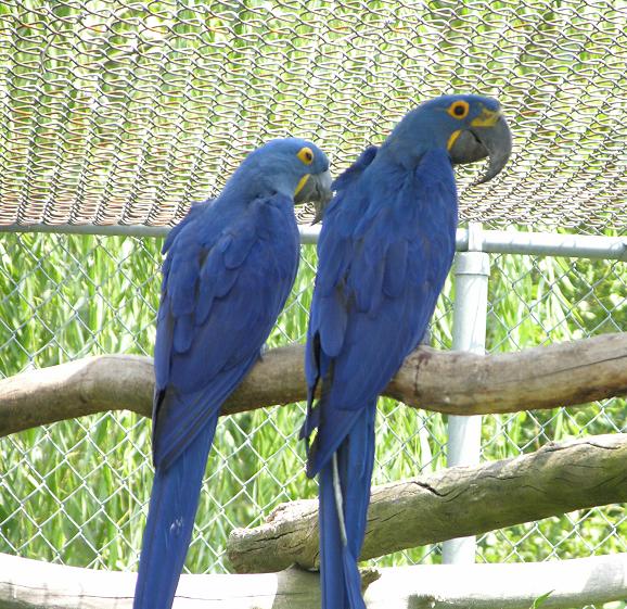 well mannered Hyacinth Macaw Parrot For Sale Image eClassifieds4u