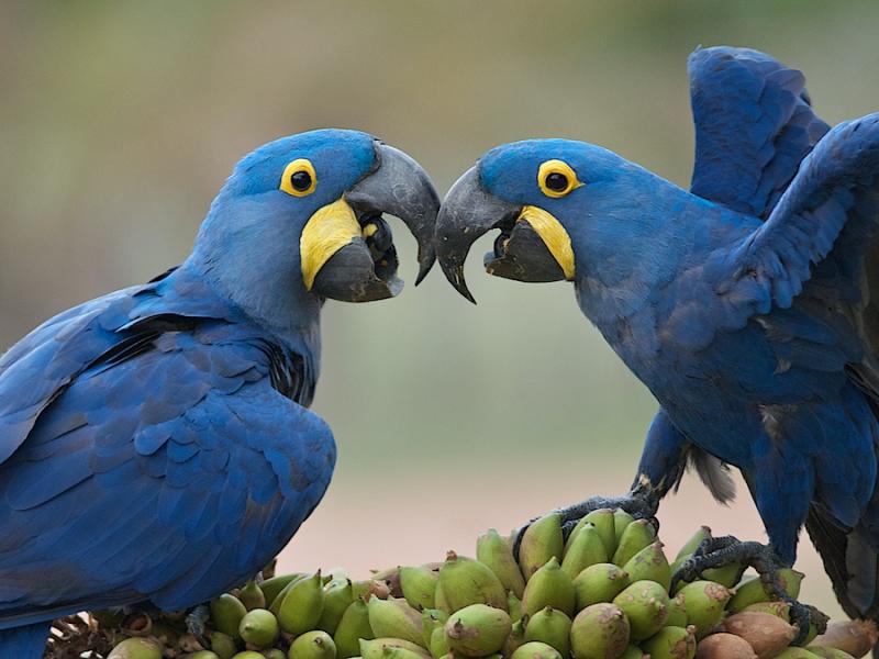 wholesome Hyacinth Macaw Parrot For Sale Image eClassifieds4u
