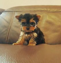 Gorgeous Tiny Yorkie Puppies For Adoption.