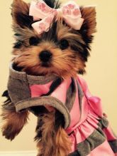 Male and Female Yorkie Puppies Text Me Via 205 X 671 X 8768