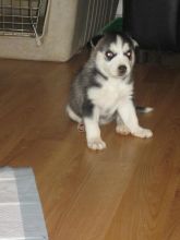 Blue Eyes Siberian Husky puppies ready