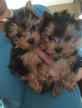 Cute Akc Teacup Yorkie Puppies! Text Me Via 205 X 671 X 8768