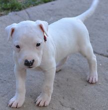 Super Championship M/F Dogo Argentino Puppies text us for for details at (860) 470-4827