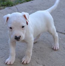 Adorable Healthy Dogo Aregentino M/F Text us at (860) 470-4827