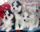 Gorgeous Siberian Husky Puppies For rehoming