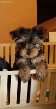 Home raised yorkie puppies for rehoming