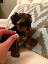 Lovely Face Yorkie Puppies Text Me Via 205 X 671 X 8768