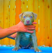 Lucky Boy-Girl Pitt Bull Terrier 11 weeks Old text us at (860) 470-4827