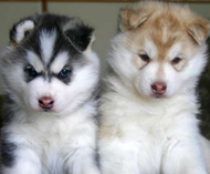 Quality Male and Female Siberian Husky Puppies