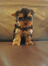 Registered Yorkie Puppies for Adoption