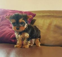 Registered Yorkshire Puppies For Re-Homing Text Me Via