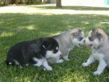 Super Cute Siberian Husky puppies!!
