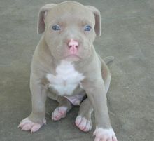 XXL 11 week Pitt Bull Terrier Puppies text us for details at (860) 470-4827