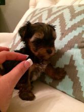 Yorkie puppies Males and Females