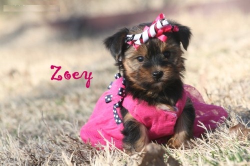 Absolutely Healthy Yorkie Puppies Image eClassifieds4u