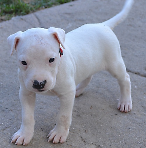 Super Championship M/F Dogo Argentino Puppies text us for for details at (860) 470-4827 Image eClassifieds4u