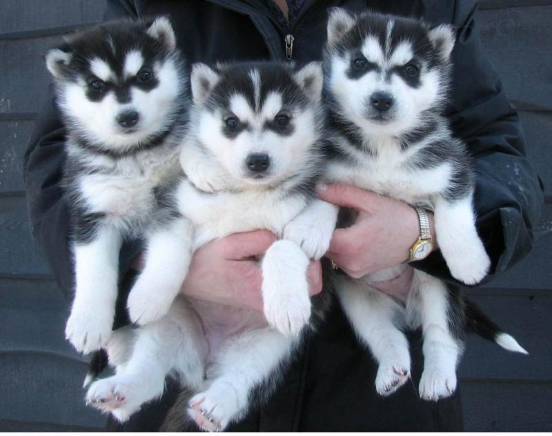 Male/female Siberian husky ♥ puppies♥ready now ♥ Image eClassifieds4u