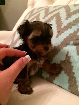 Lovely Face Yorkie Puppies Text Me Via 205 X 671 X 8768 Image eClassifieds4u
