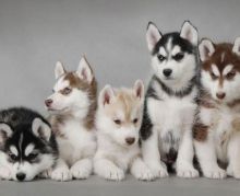3 month Siberian Husky in need of rehoming Image eClassifieds4U