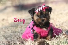 Absolutely Healthy Yorkie Puppies Image eClassifieds4U