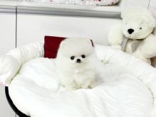 North Bay*Home trained Male and Female Pomeranian Image eClassifieds4U